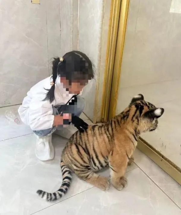 大象配资 7岁女童与小老虎互动被咬伤，家长报警，动物园最新回应